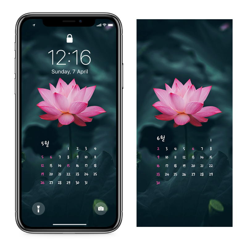 07 활짝 핀 연꽃 AB - 2024년5월 아이폰달력배경화면