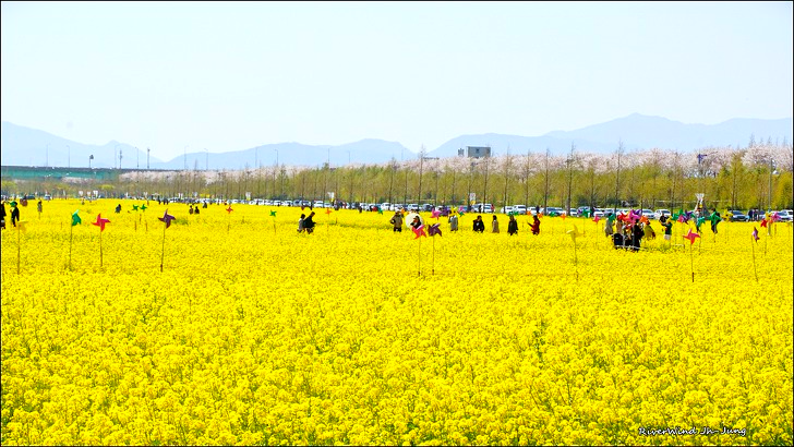 대저생태공원 유채꽃