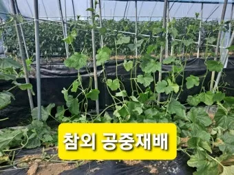 참외 재배 꽃 솎기 차광막 설치 당도 관리_8