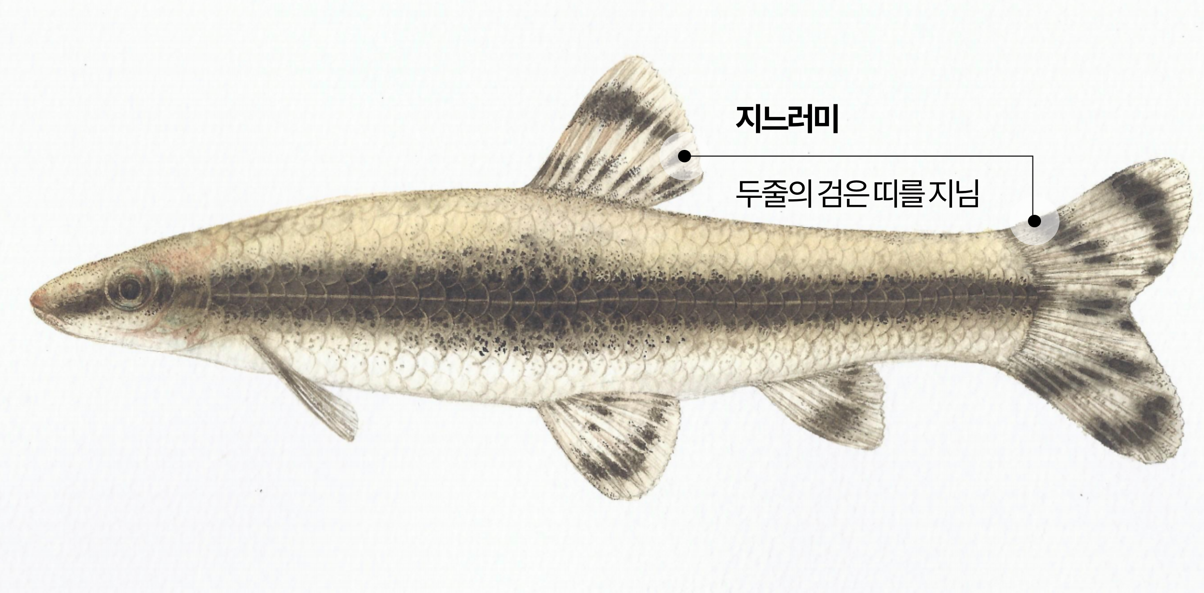 멸종위기 야생동물 감돌고기|한강에서 사라지는 민물고기의 경고