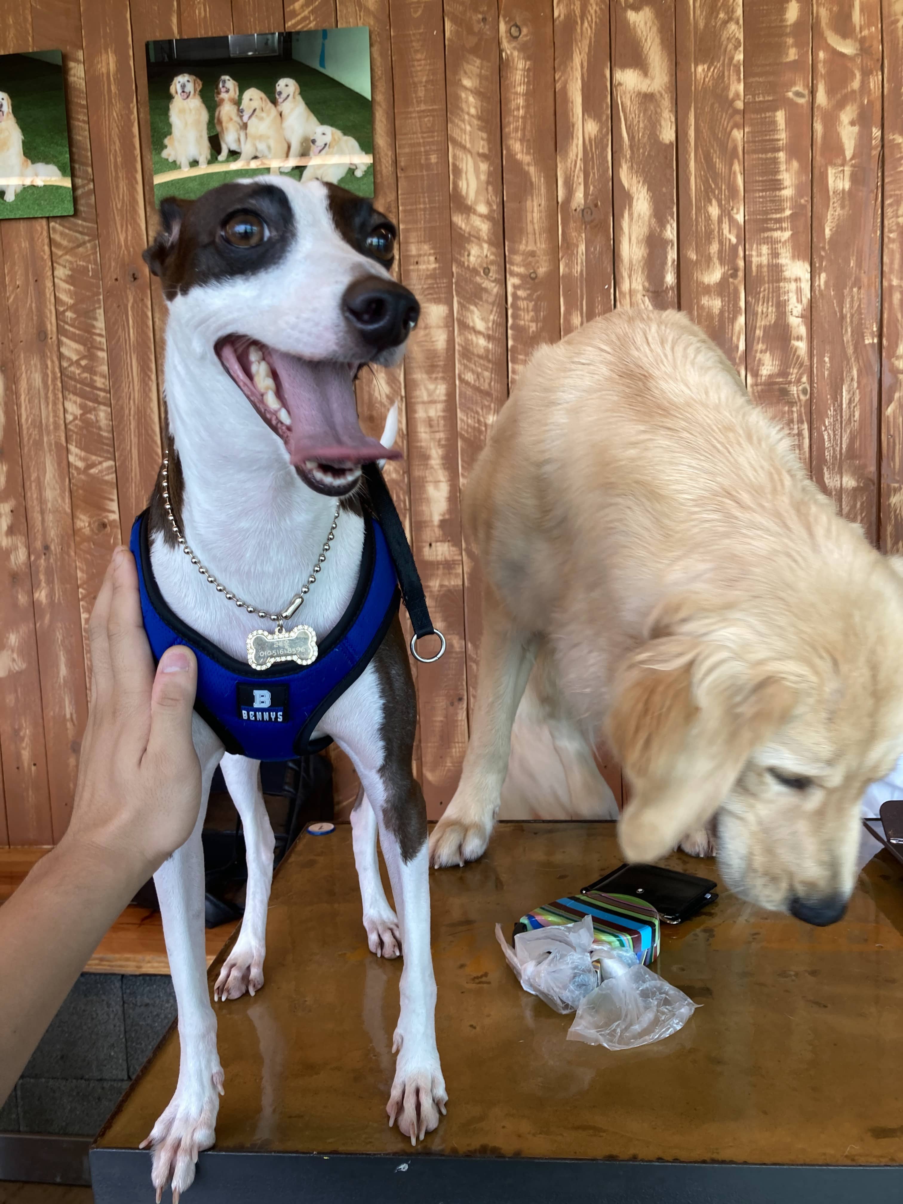 강아지가 느끼는 질투: 다견 가정에서의 행동 심리와 관리법