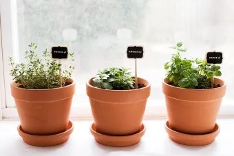 주방 허브 키우기 물주기 수확관리 세척보관 어르신도 간단 실천_14