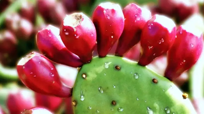 선영밥상 천년초 파는 곳 전국 택배 온라인 주문 평창 추천