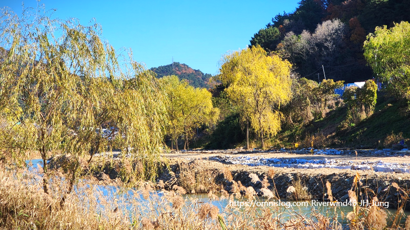 감성사진 수영천의 늦가을 버들