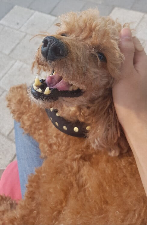 강아지-스케일링