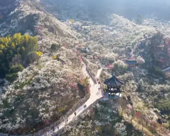 광양 매화축제_19
