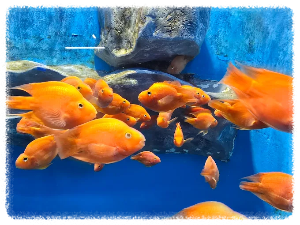 충북아쿠아리움