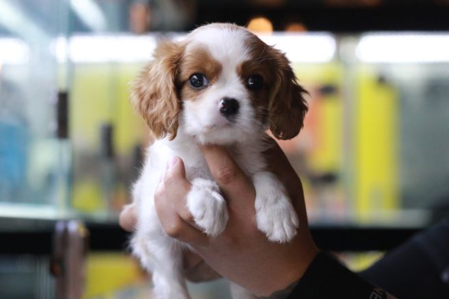 귀여운 강아지 1