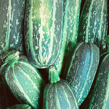 애호박 효능과 부작용 영양성분 고르는법 칼로리