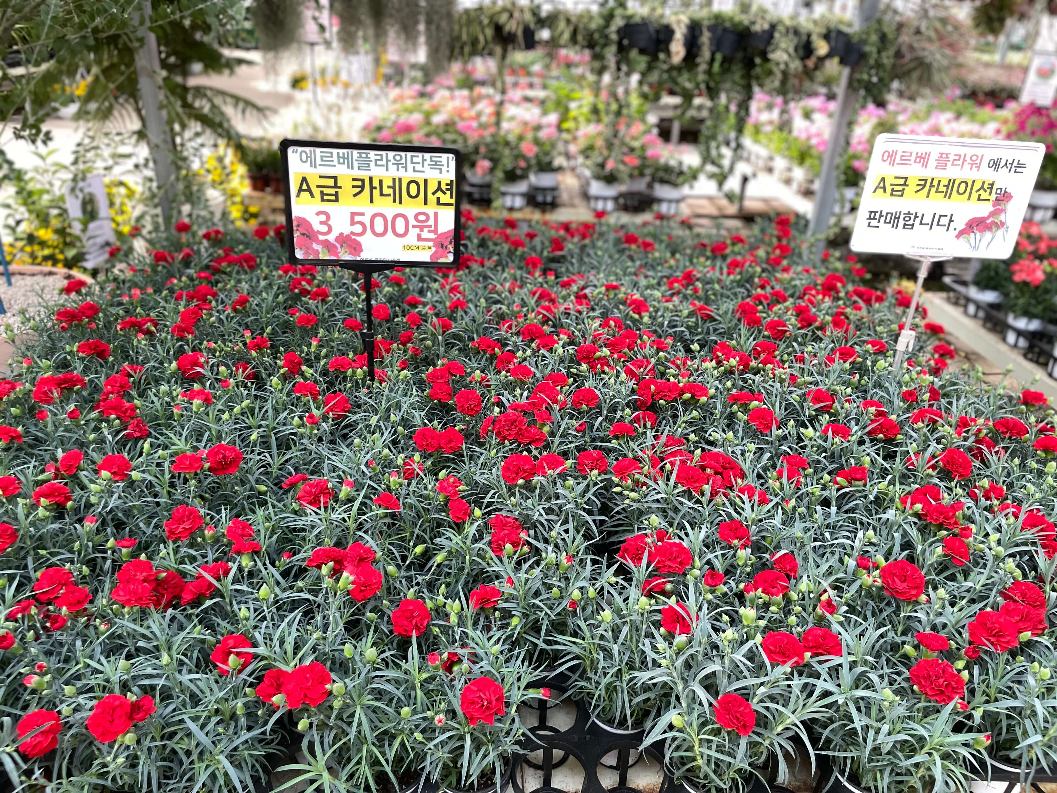 빨간색-카네이션-사진