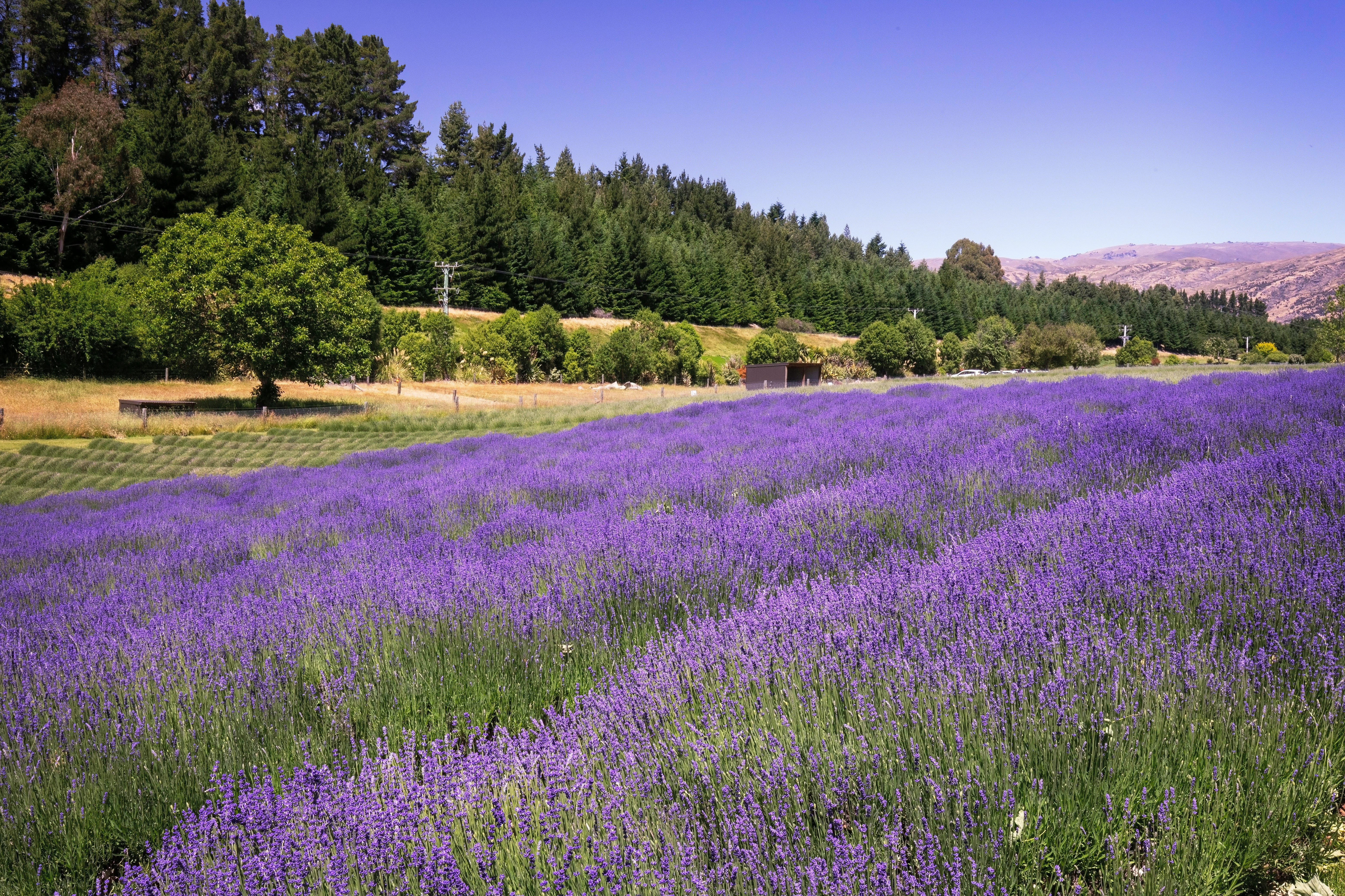 고창 청농원 라벤더축제