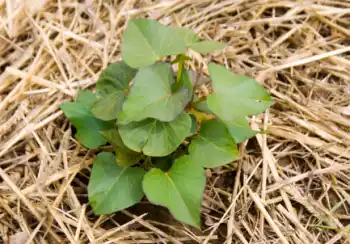 고구마 효능 및 영양성분&amp;#44; 보관방법
