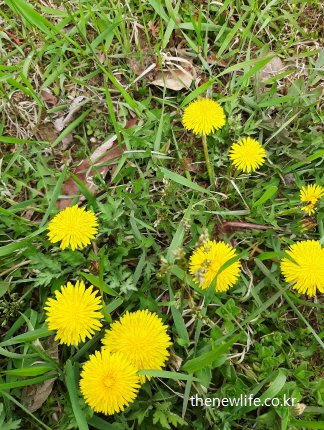 민들레 효능을 살려 차·나물·즙으로 섭취할 수 있는 봄철 노란 민들레꽃