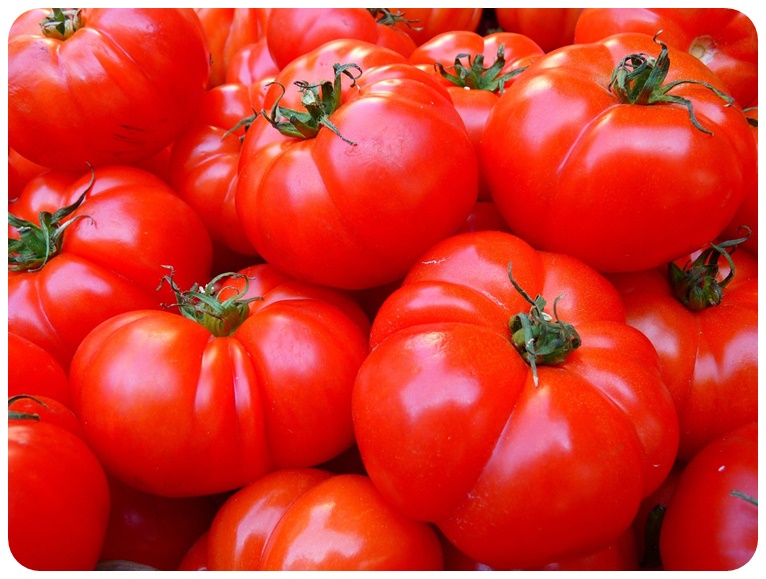 토마토 주의사항