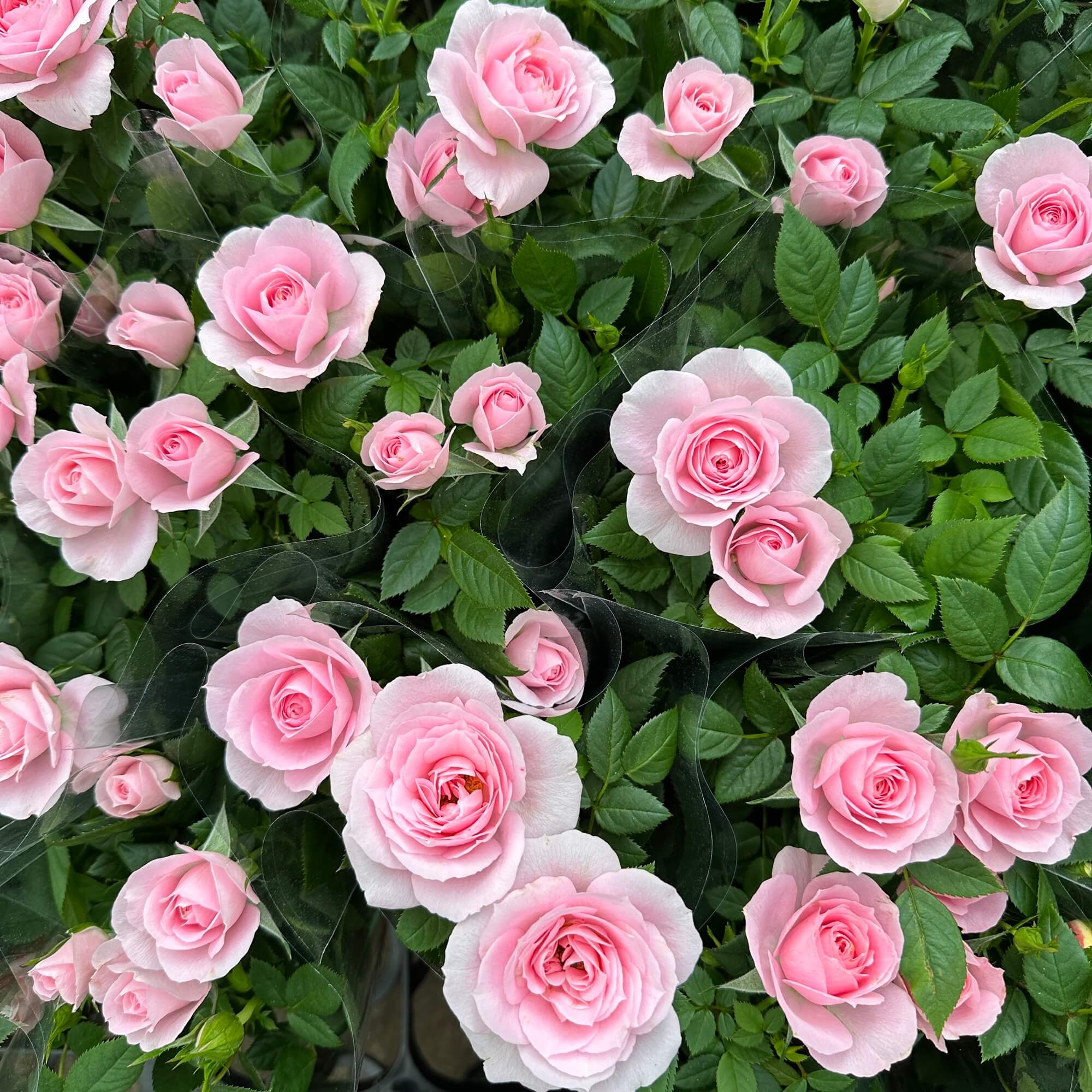 장미꽃 묘목 모종 키우는 방법