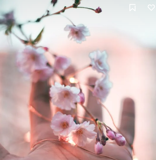 오사카 벚꽃 개화시기 2025