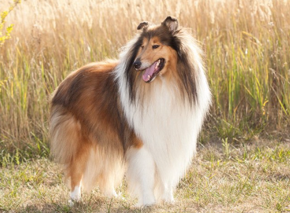 러프콜리의 서 있는 모습.