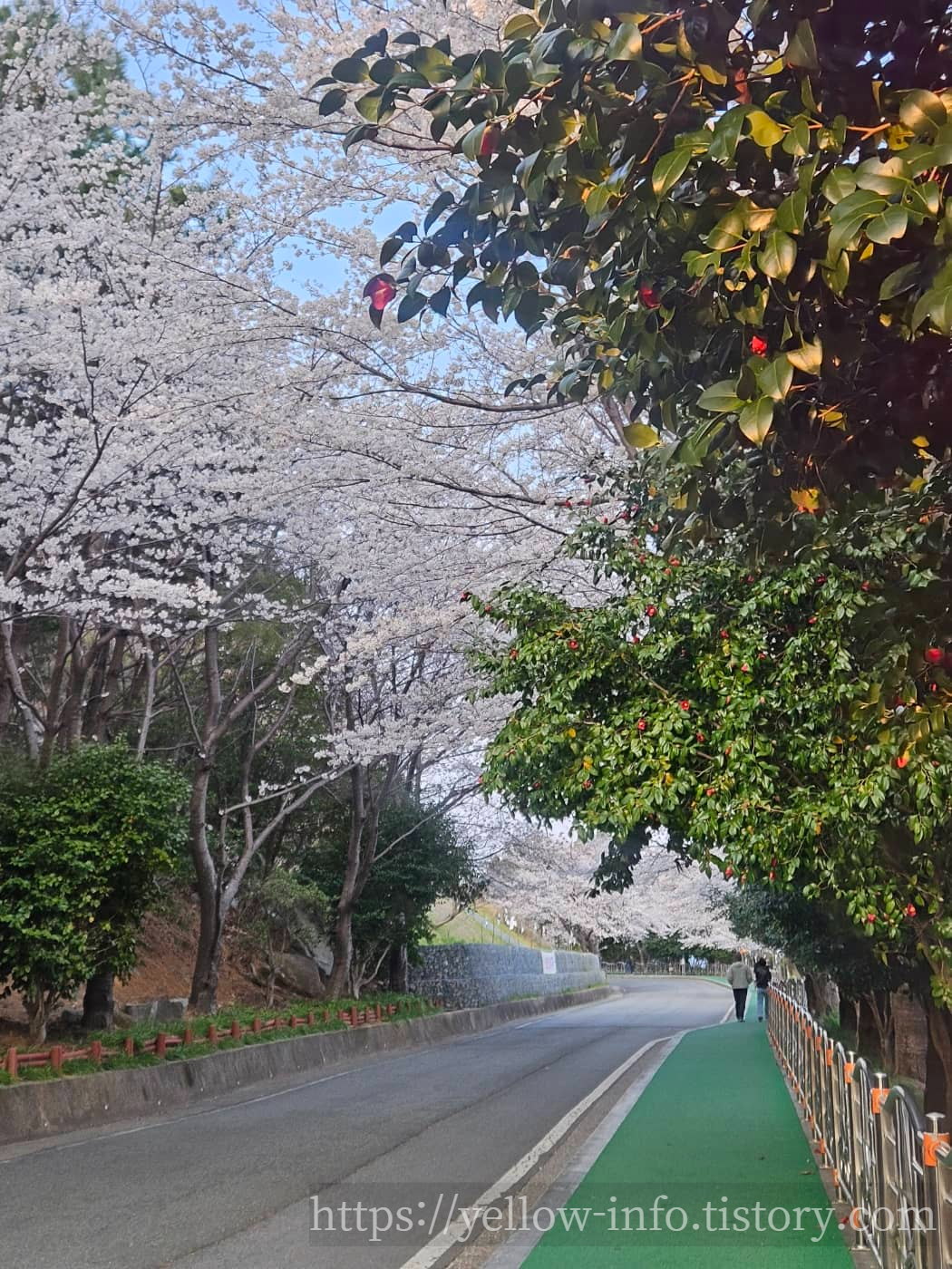 장승포해안일주도로 벚꽃길