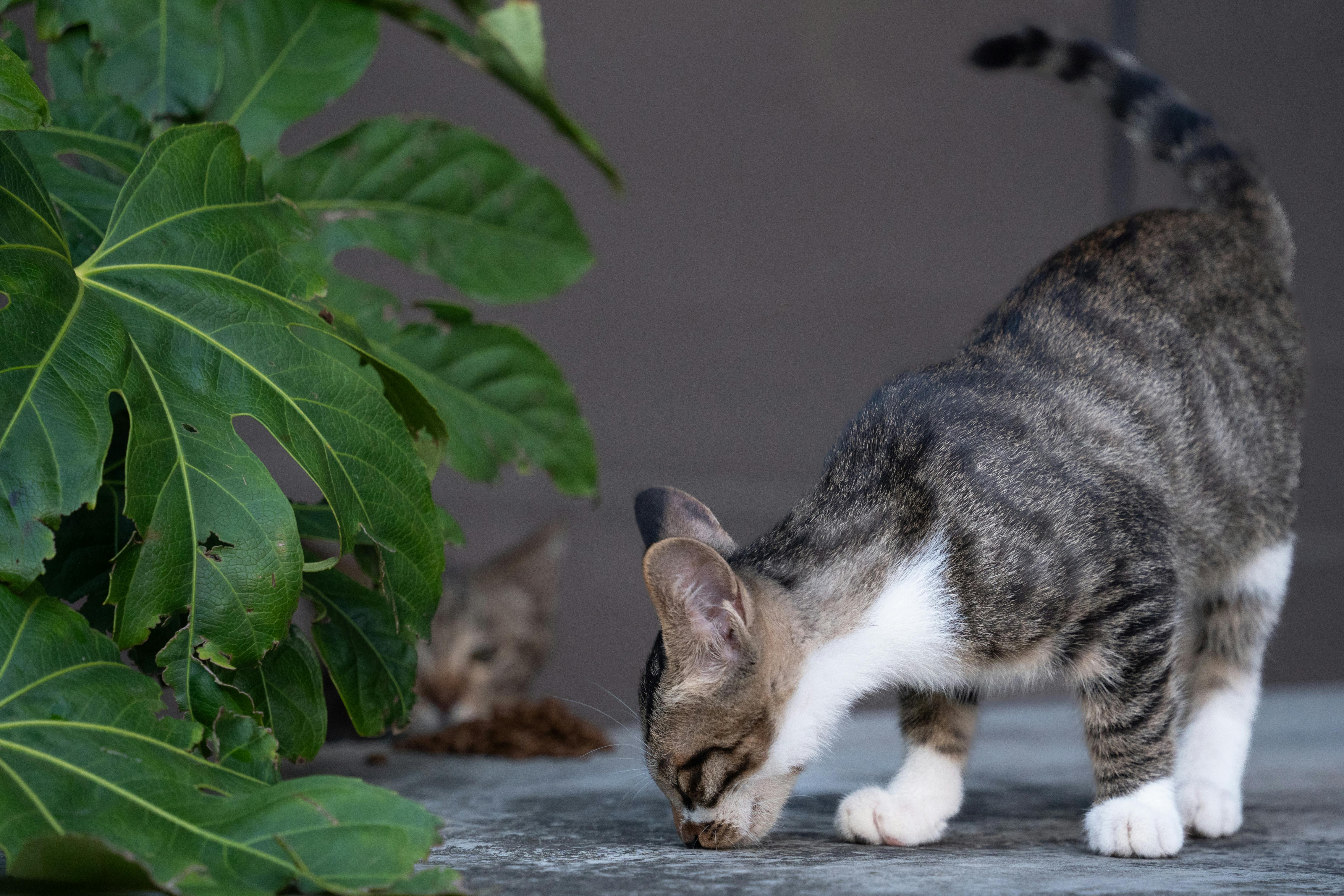 고양이와 식물 사진