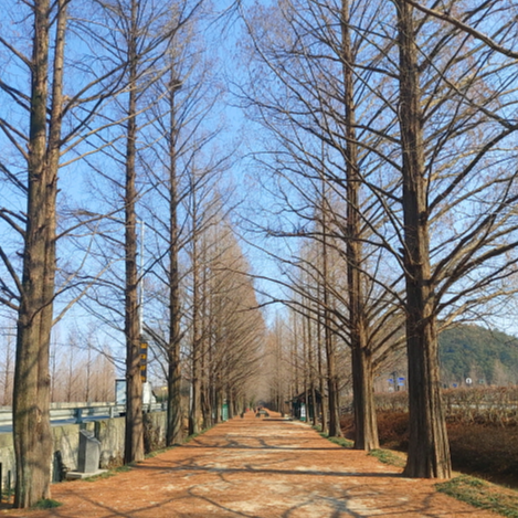 메타세콰이어 길