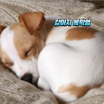 강아지 복막염 원인과 치료 방법_14