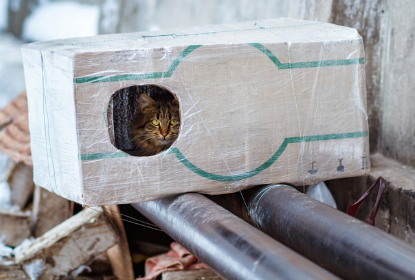 상자 안에 있는 고양이.
