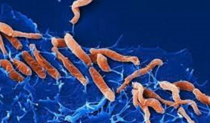 헬리코박터균의 전염성