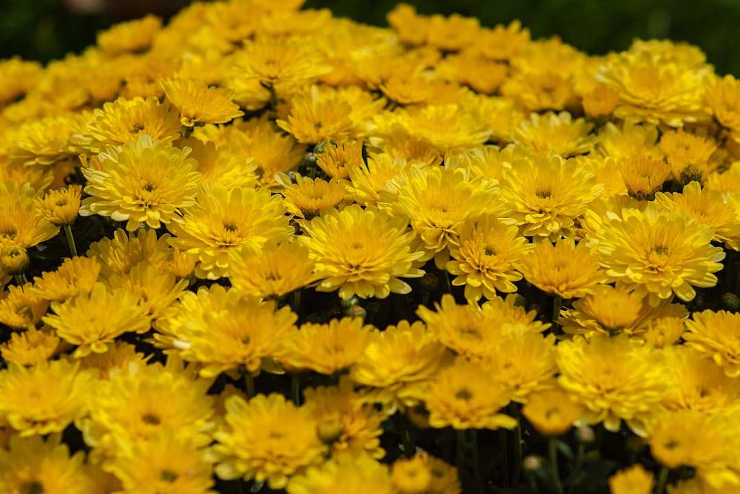 Chrysanthemum.