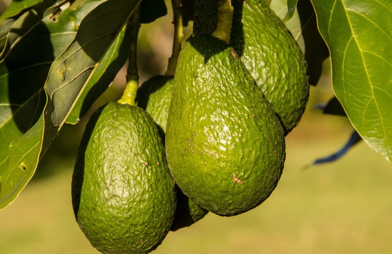 아보카도 효능|종류|제철|아보카도 보관방법|손질 방법|먹는 방법