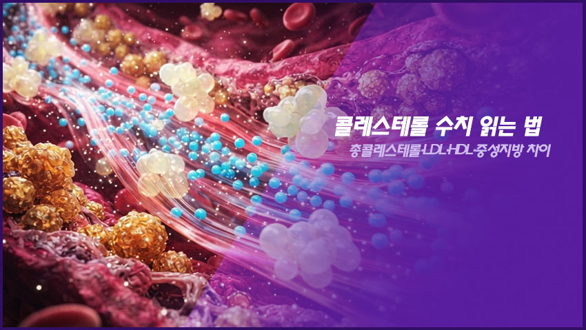콜레스테롤 수치 읽는 법｜총콜레스테롤&middot;LDL&middot;HDL&middot;중성지방 차이