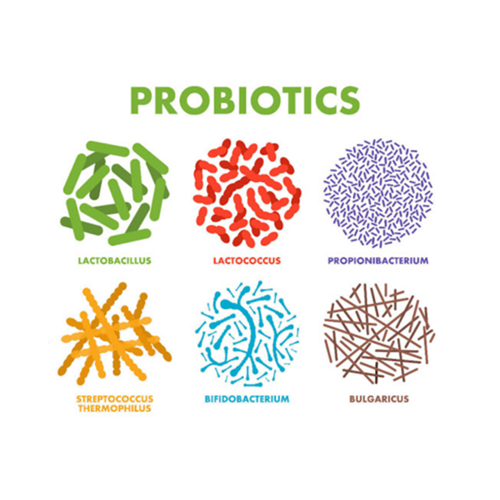 17종-프로바이오틱스-균주가-그려진-도화지