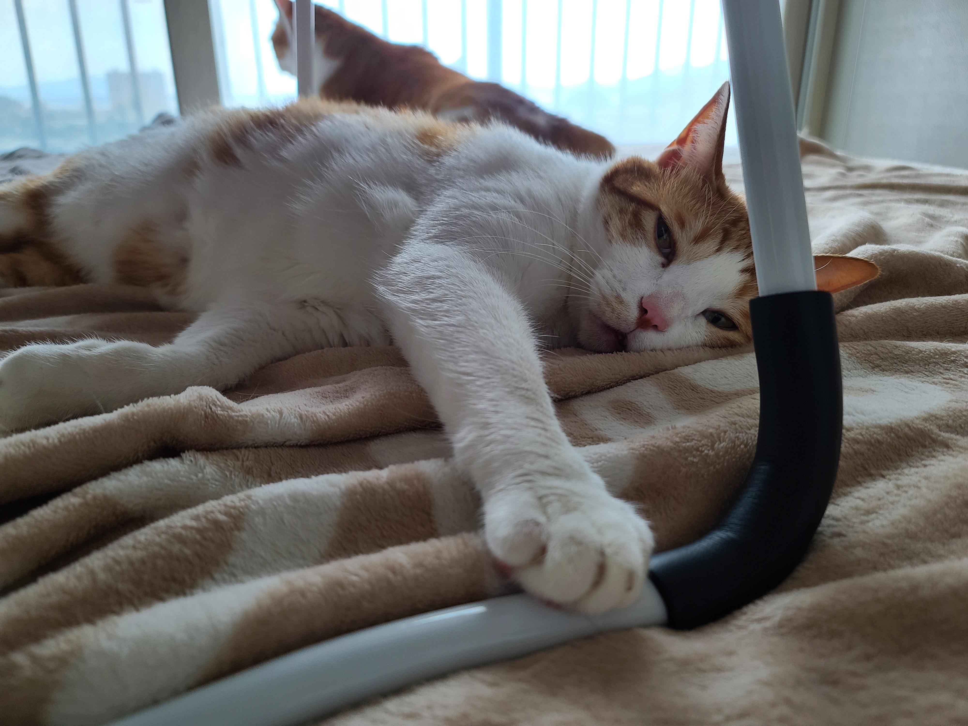 나는야 9마리 껌딱지랑 함께 사는 집사 (feat.블랙푸들 연탄이)