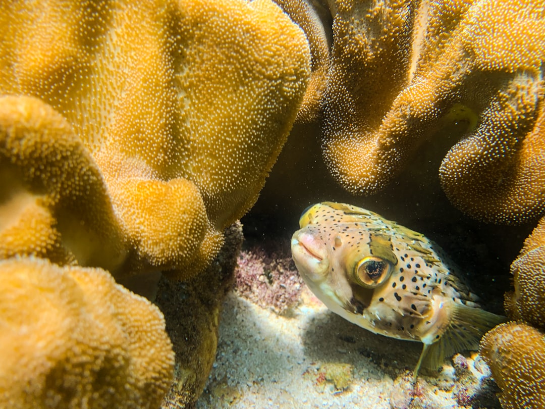 puffer