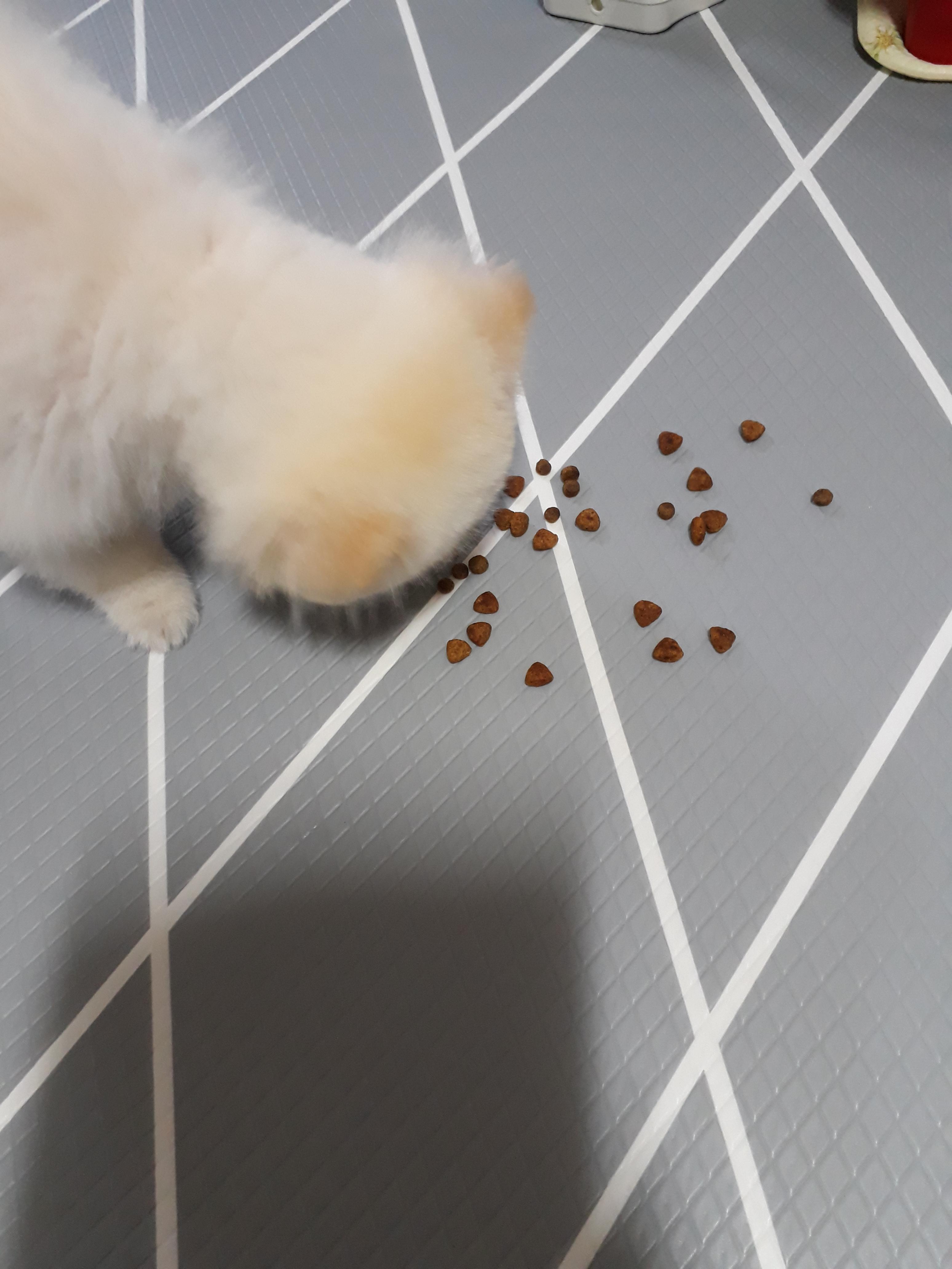 강아지 훈련 시키는 방법 : 사회성 훈련방법&amp;#44; 간식