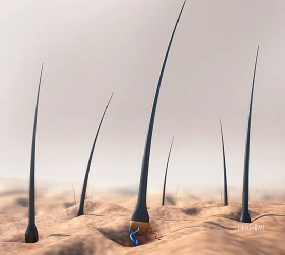 모발성장 로게인폼