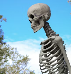 콘드로이친 효능 부작용 주의사항