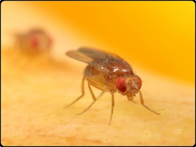 초파리 없애는 방법