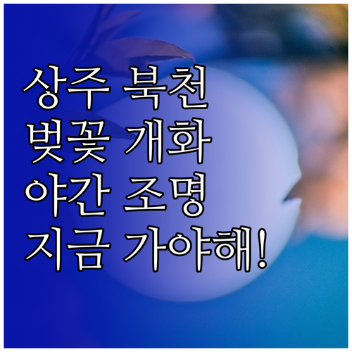 상주 북천변 벚꽃 개화 시기와 야간 ..