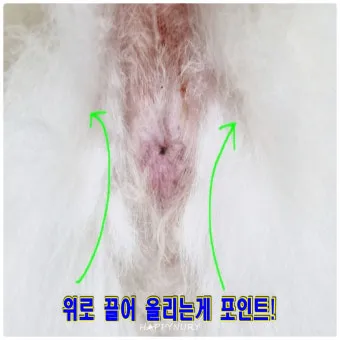 강아지 항문낭 안전하게 짜는 방법과 관리 요령_23