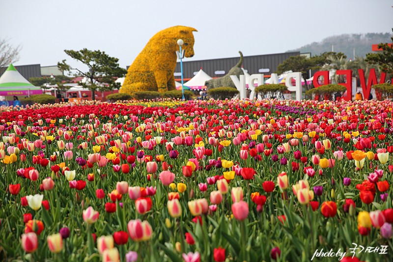 튤립, 꽃, 태안축제, 다체로운색