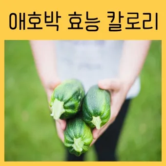 애호박 효능 여름철 보약 같은 채소 정리_20