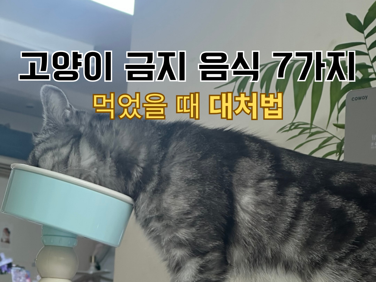 고양이가 밥을 먹는 모습