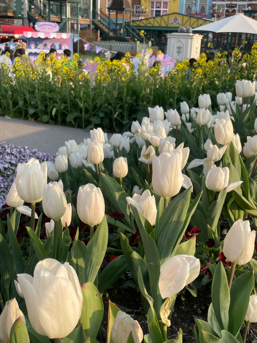 에버랜드 튤립 꽃길