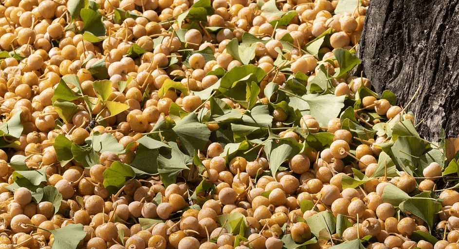 은행 열매와 은행 나무 사진 - 1