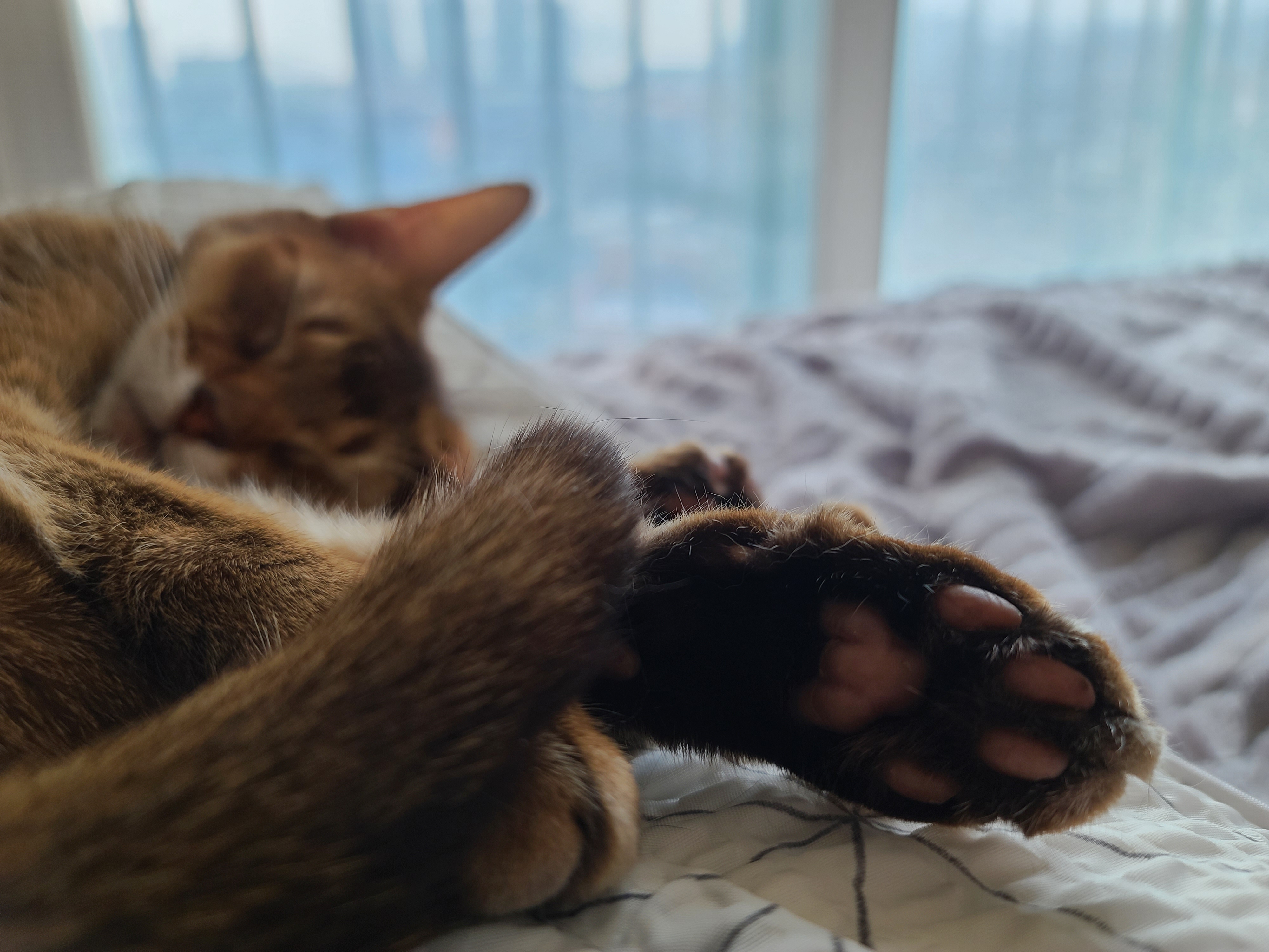 자기 사진 찍는거 모른척 눈감아준 고양이 루디 ㅋ