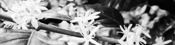 커피 찌꺼기 활용법: 화분