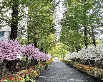 피나클랜드 오천만송이 국화축제_5