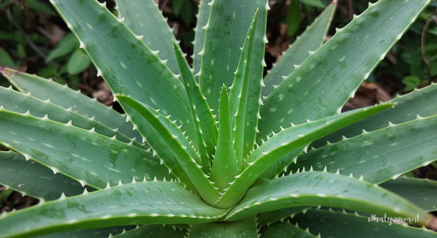 피부 열 내리는 법 ❘ 천연 알로에 베라