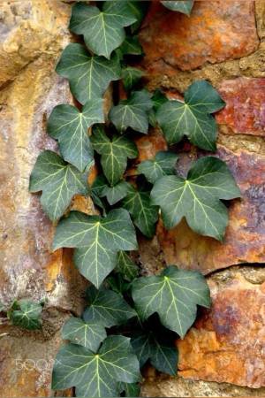 담쟁이 같은 끈질긴 묘목