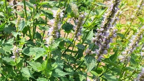 배초향-곽향-재배법-개화시기-꽃말-배향초-파종시기-심는시기-수확시기